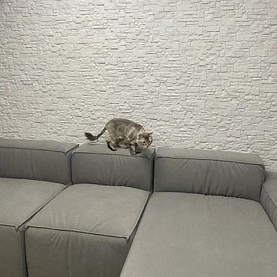 Егор Наумкин